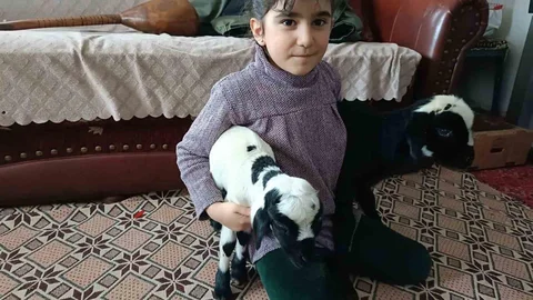 Elazığ'da Kuzular Evde Besleniyor