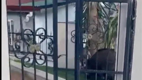 Marmaris'te Yaban Domuzları Sorunu