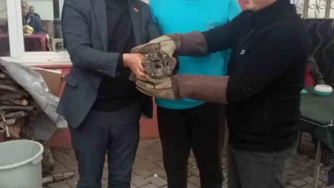 Aydın'da Baykuş Kurtarıldı