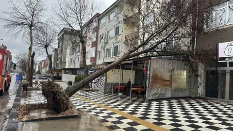 Muratlı'da Ağaç Kahvehanenin Çatısına Devrildi