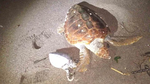 Marmaris'te İki Caretta Caretta Ölü Bulundu