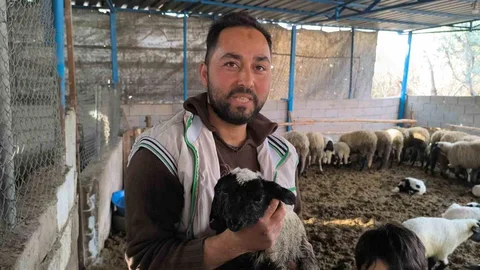 Çift Başlı Kuzu Bir Gün Yaşadı