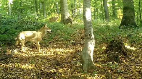 Kurtlar Konseyi Bursa Uludağ'da Toplandı