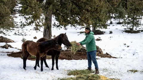 Kar Altında Aç Kalmadılar: Mersin Büyükşehir Yılkı Atlarını ve Yaban Köpeklerini Besledi