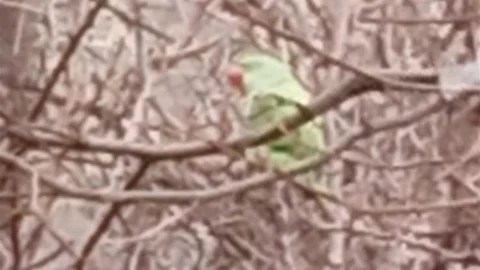 Buldan'da Kaçan Papağan 2,5 Yıldır Yaşıyor