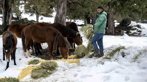 Toros Dağlarında Yılkı Atları Korunuyor