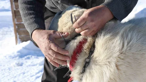 Gürün Çengeli Kangal Köpeklerini Koruyor