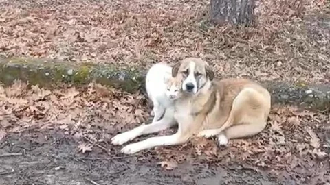 Kedi ve Köpeğin Dostluğu Gülümsetti