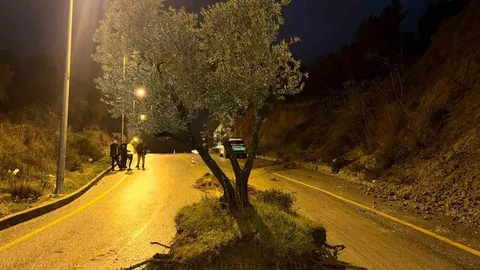 Aydın'da Zeytin Ağacı Yolu Kapattı