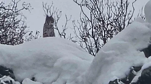 Elazığ’da Koruma Altındaki Vaşak Görüntülendi
