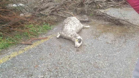 Söke'de Sel Felaketi 46 Hayvanı Telef Etti