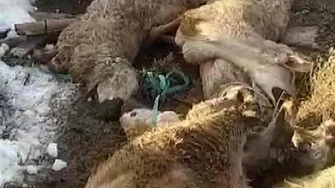 Sivas'ta Ahır Çatısı Çöktü