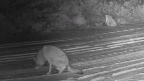 Çankırı'da Yaralı Kurt ve Vaşak Görüntülendi