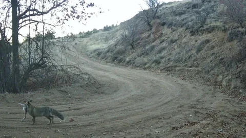 Nevşehir'de Yaban Hayatı Görüntülendi