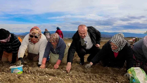 Dünyaca Ünlü Taşköprü Sarımsağının Ekim Sezonu Başladı