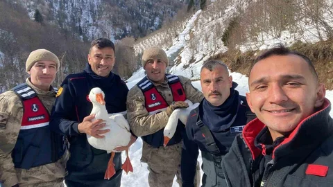 Kayıp Kazlar Ordu'da Bulundu