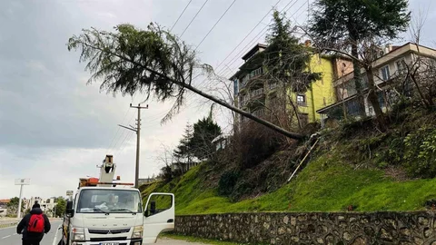 Ordu'da Çam Ağacı Yüksek Gerilim Hattına Devrildi