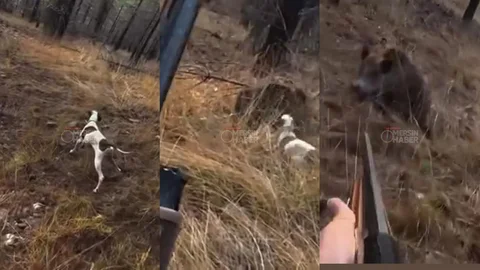 Domuz Çalılıktan Fırladı, Avcı Son Anda Vurdu: Mersin Mezitli'de Saldırı Anı Kask Kamerasında!