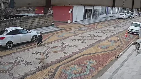 Mardin'de Sokak Köpekleri Çocuğa Saldırdı