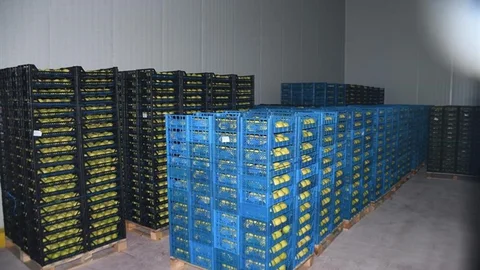 Kestel'de 400 Milyon Liralık Meyve Tesisi Projesi