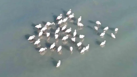 Van'daki Flamingolar Kışın da Kalıyor