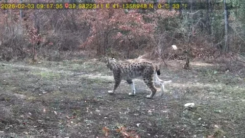 Karabük'te Vaşak ve Karaca Yavrusu Görüntülendi
