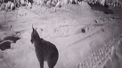 Yabani Hayvanlar Köye İndi