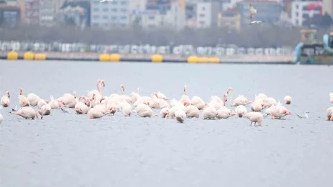 İzmit Körfezi'nde Flamingo Şenliği