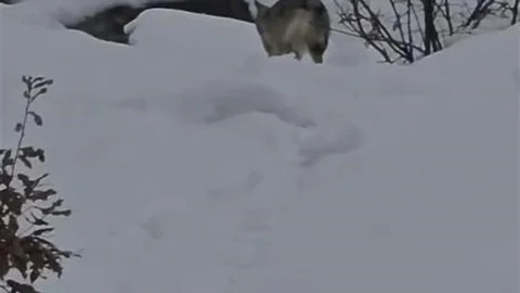 Pülümür Vadisi'nde Kurt Görüntülendi