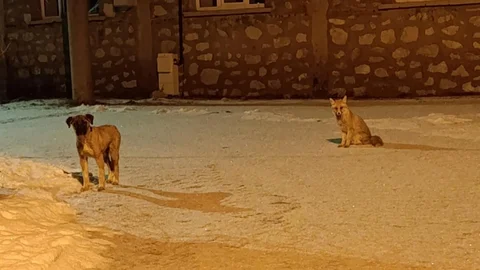 Tilki ve Sokak Köpeği Dostluğu Konya'da Görüntülendi