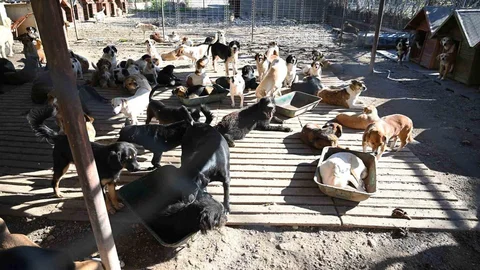 Kemer'de Ocak Ayında 231 Hayvan Kısırlaştırıldı