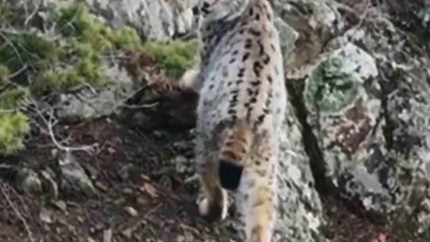 Artvin'de Nadir Vaşak Görüntüsü