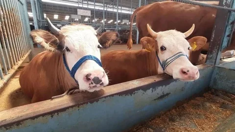 Köşk'te Şap Hastalığına Karşı Karantina Başlatıldı