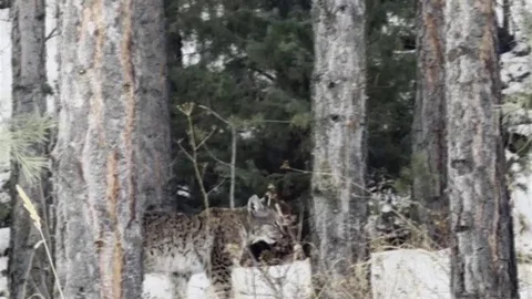 Erzurum'da Nesli Tehdit Altındaki Vaşak Görüntülendi