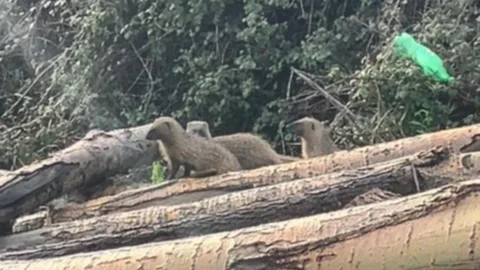 Mersin'de Sansar Ailesi Görüntülendi