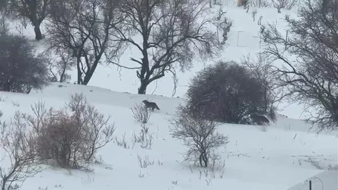 Gercüş Kırsalında Kurt Paniği Yaşandı