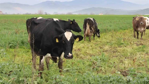 Karacasu'da Şap Hastalığı Karantinası Kaldırıldı