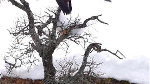 Tunceli'de Karga ve Kartalın Oyun Anları