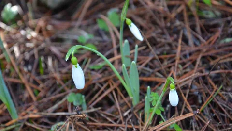 Manisa'da Kardelen Çiçeği Cezası Artıyor