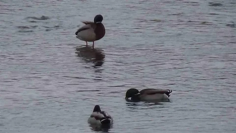 Kars’ta Yaban Hayatına İlgi Artıyor