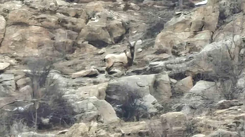 Hizan'da Dağ Keçileri Görüntülendi