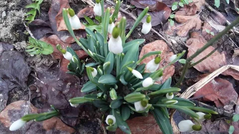 Bolu'da Kardelenler Erken Açtı