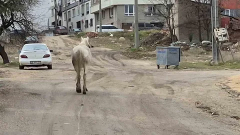 Başıboş Atlar Eskişehir Sokaklarında Geziyor