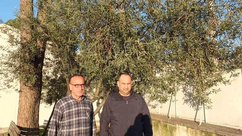 Burhaniye’de Yağmur Zeytin Üreticilerini Sevindiriyor