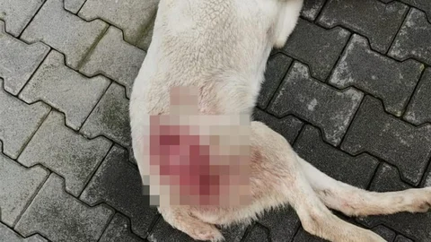 Bursa'da Tüfekle Vurulan Sokak Köpeği Öldü