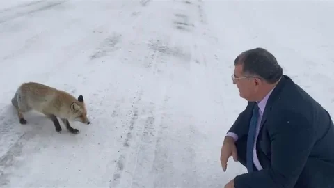 Artvin'de Tilkiye Yiyecek Verildi