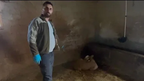 Yozgat'ta Yıldırım Düşmesi Sonucu Hayvanlar Telef Oldu