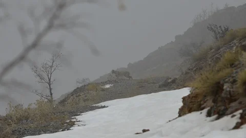 Kemaliye'de Vaşak ve Kızıl Akbaba Görüntülendi