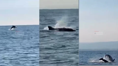 Mersin Açıklarında Görsel Şölen: Yunusların Muhteşem Dansı Kamerada!