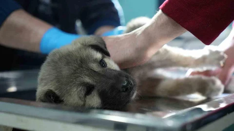 Bayburt'ta Şoförden Duygusal Hareket